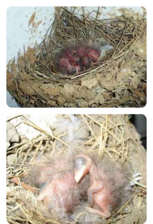 关于燕子的那些事——保护燕子宝宝大行动