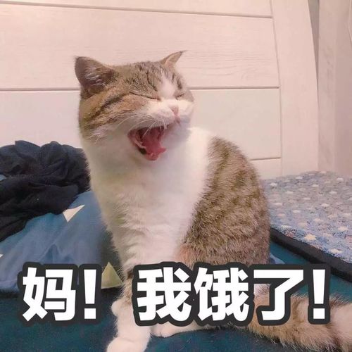 世上只有妈妈好,有表情包的妈妈是个宝