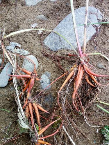 这是什么草根?有药用价值吗?