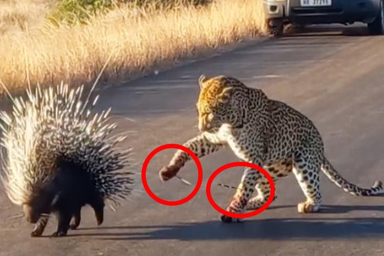 看着都疼!实拍:非洲豹捕猎豪猪 身上多次被扎刺"认怂"了!