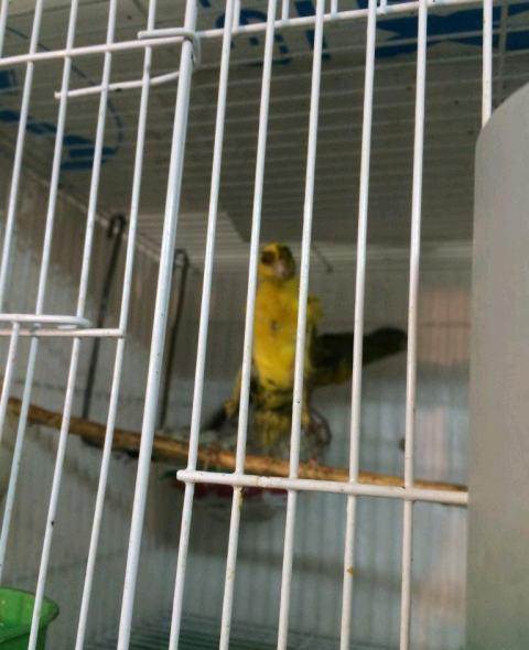 装让精品玉鸟直立弯月