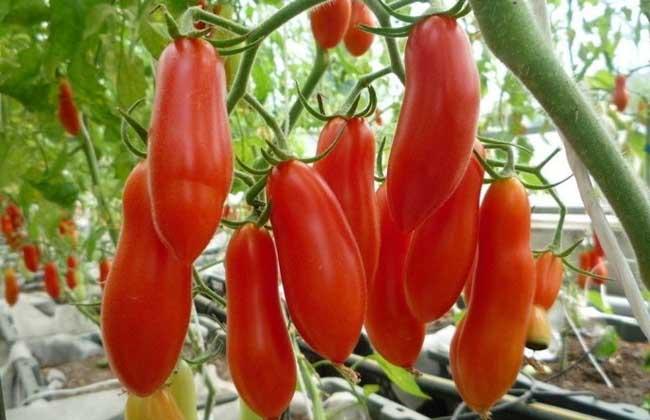 大叶番茄是茄科番茄属中的草本植物,叶缘光滑,形似薯叶.