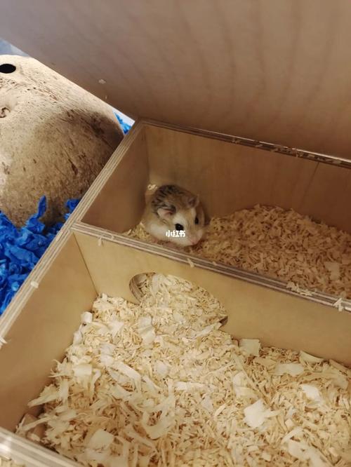 被妈妈成功威胁后的仓鼠笼造景