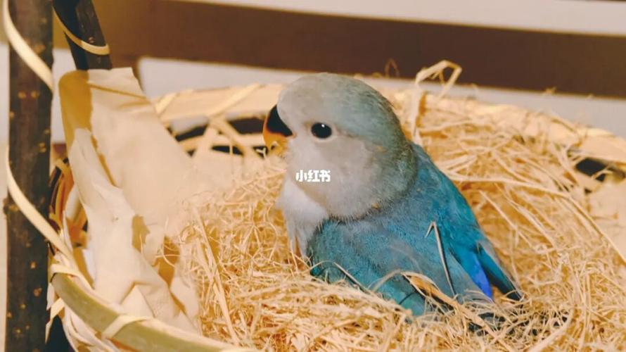 蓝银顶牡丹鹦鹉_牡丹_鹦鹉_永兴住宅小区攻略_手养牡丹鹦鹉_宠物_宠物