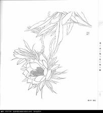 昙花手绘插画