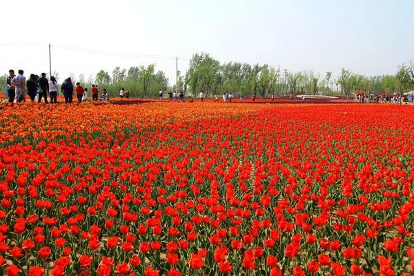 滨州市秦皇河郁金香花节