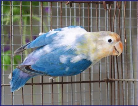 理性看待杂交品系牡丹鹦鹉