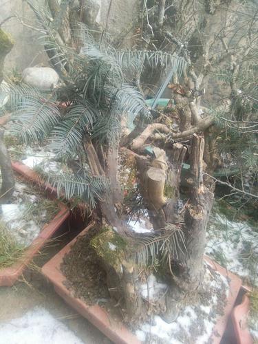 盆栽出售:水灵木,别名:灯笼商酸,地蓬子,别名:荀子,野生黄杨