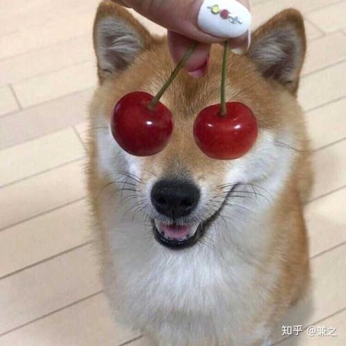 有哪些看着霸气可爱的狗狗头像?