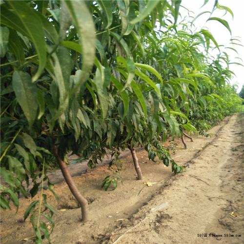 蟠桃苗大量批发 1公分蟠桃树苗价格 高度1米蟠桃苗|果树小苗|绿化苗木