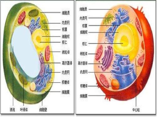 3.3 细胞核——系统的控制中心