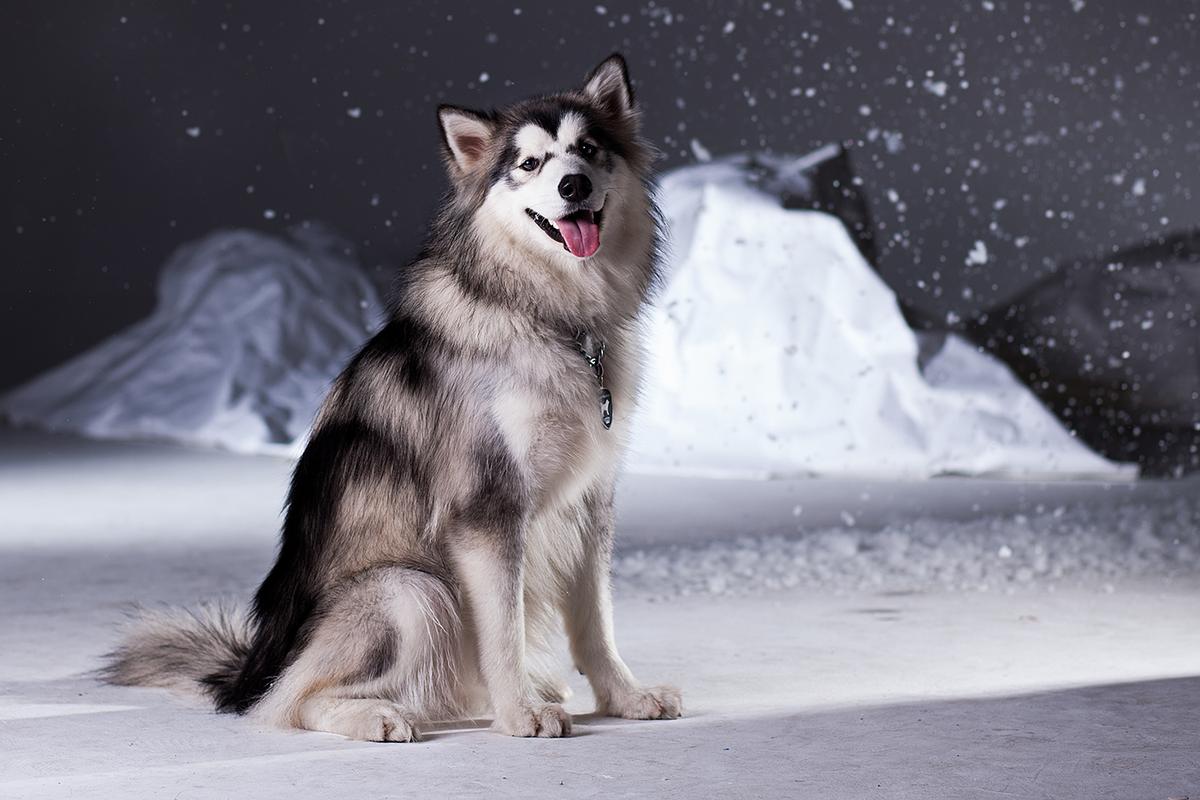 桌面壁纸 动物壁纸 > 正文   本文 超酷阿拉斯加犬宽屏壁纸_帅气个性