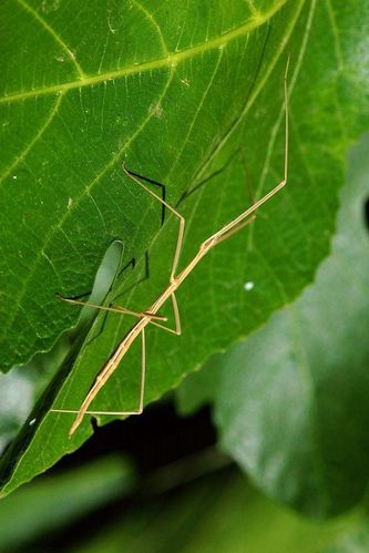 竹节虫目·竹节虫总科:竹节虫