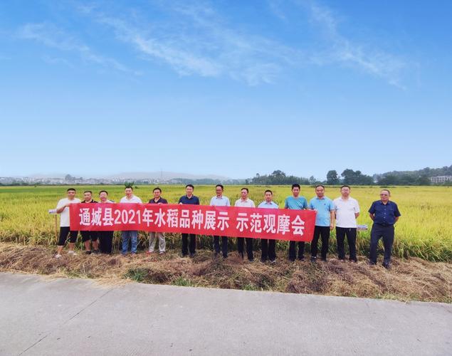 我为群众办实事通城开展水稻新品种展示夯实农业安全用种基础