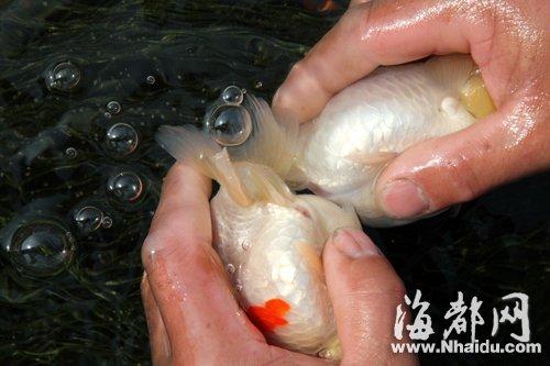 伺候金鱼"坐月子" 实拍福州金鱼从配种到"选美"全过程