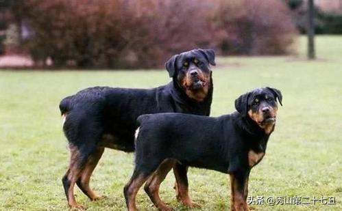 盘点新手禁养的10个犬种,你还是算了吧,别想了