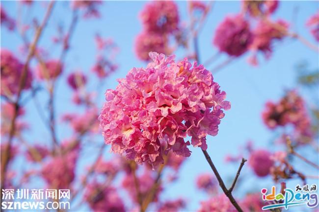 大鹏这条路的紫花风铃木在冬阳下盛放惊艳