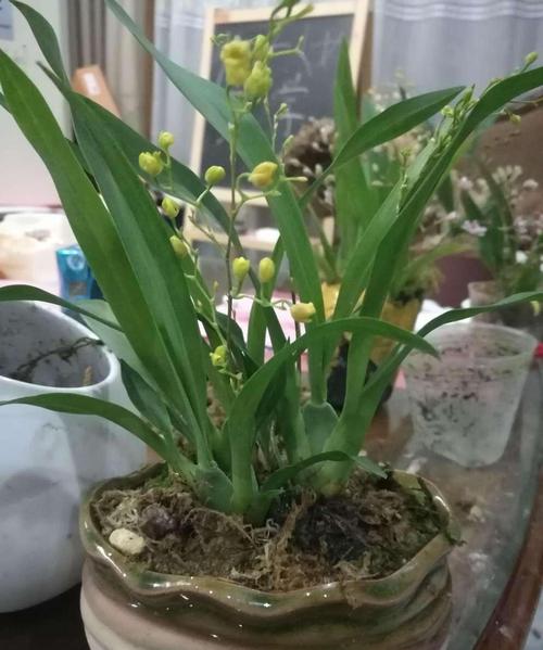 养"文心兰",越晒开花越多,味道很好闻,花多又好看