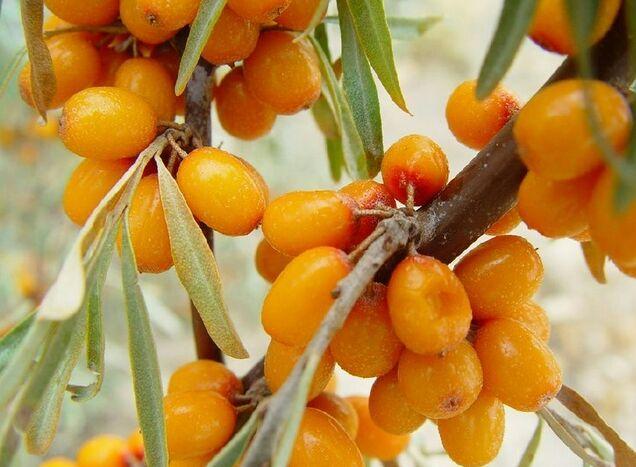 它被日本称为"长寿果",印度称为"神果",中国称为