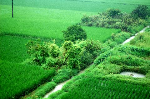 雨中的田野