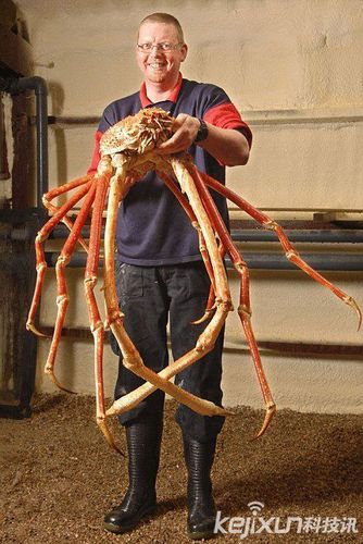 世界上最大的甲壳动物巨型杀人蜘蛛蟹多次攻击渔民图