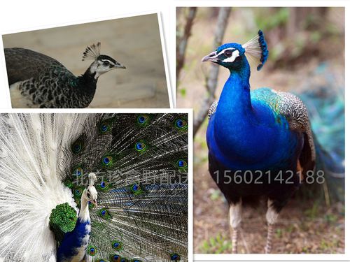 生态蓝孔雀 孔雀活体 花孔雀 白孔雀宠物鸟活体包邮包