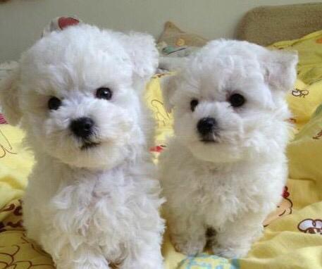 有一个叔叔送我的时候说是法国纯种的比熊犬请问是吗