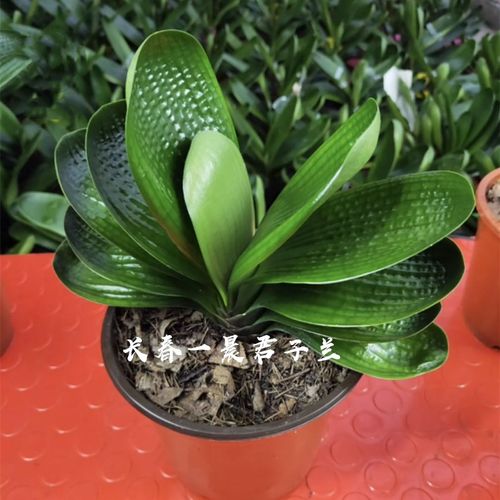 加减法 国宝级宽叶君子兰小苗 金元宝 粗筋珍珠麻脸蜡