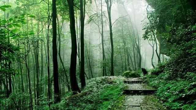 金城山森林公园门票,南充金城山森林公园攻略/地址