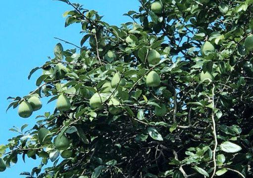 俗称凉粉果挂树上似秤砣做冰凉粉是一绝附制作方法