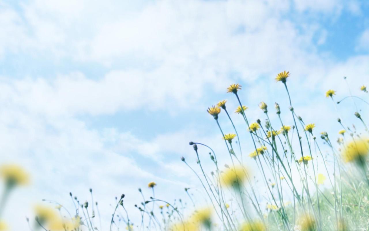 绿色护眼清新桌面高清壁纸