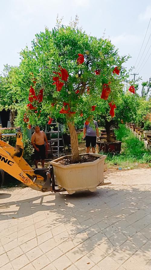 新中式庭院#大红袍石榴树装车发货,硕果累累的石榴树