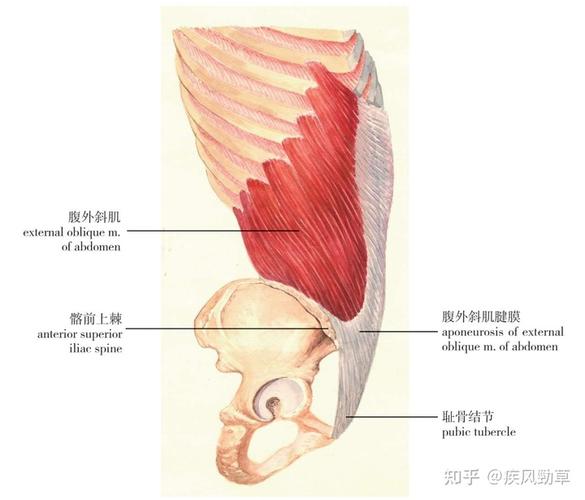 科学的测量是找到两个骨性标志,分别为 髂前上棘和髂后上棘.