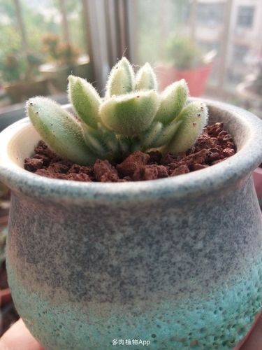 小白熊