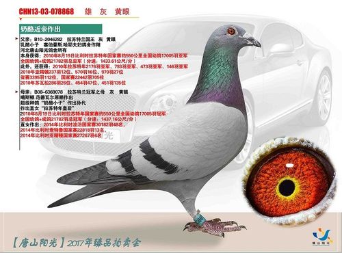 哈耶夫妇鸽舍作翔 河北唐山阳光鸽舍所有 本身获得: 2010年8月19日