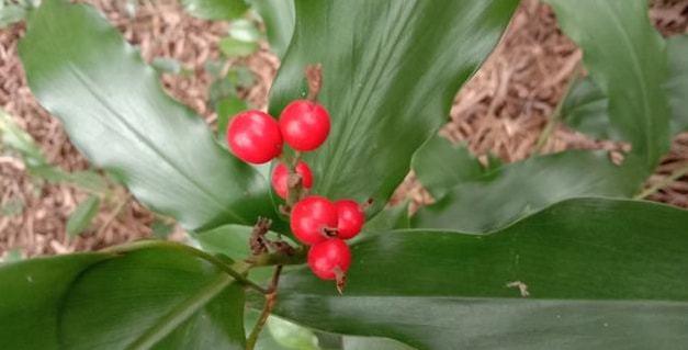 野山姜可以用来煮水喝对女孩子身体有很大的好处快来了解