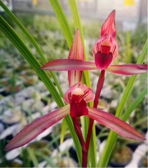 滇红素兰花的香味也非常好闻,属于浓而不烈的品种,花开之后满屋都是它