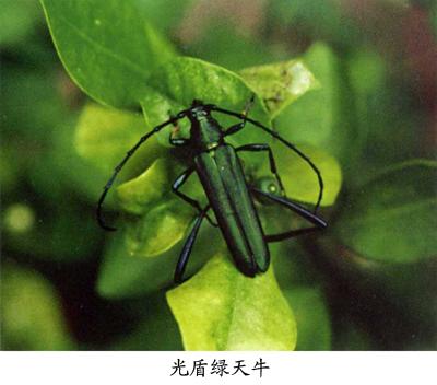 柑橘光盾绿天牛