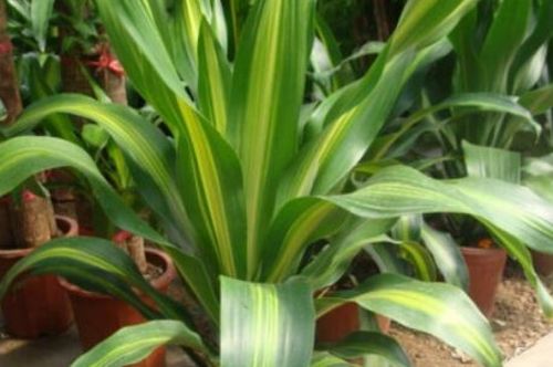 巴西铁树的养殖方法和注意事项