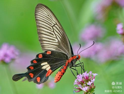 多姿多彩的红珠凤蝶