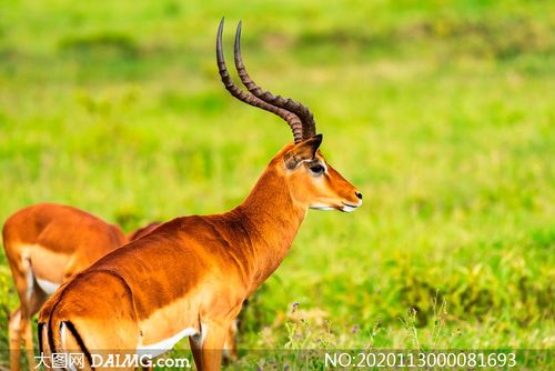 草地上的羚羊特写高清摄影图片