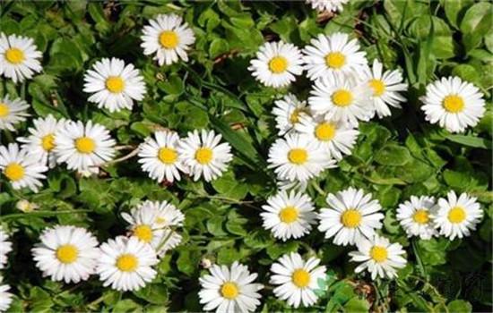 洋甘菊对皮肤的功效