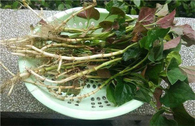 水鸭,鱼腥草,食盐,料酒,生姜,食用油 做法:鸭肉剁成块,洗净,焯水沥干