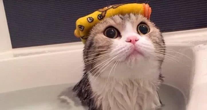 夏天给猫咪洗澡不吹干会感冒吗