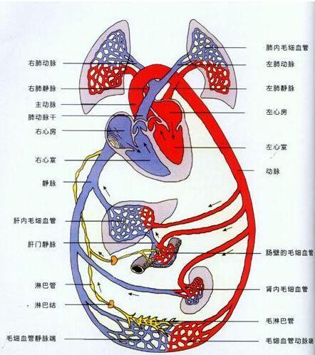 血液由右心室射出经肺动脉流到肺毛细血管,在此与肺泡气进行气体交换