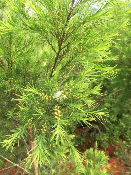 互叶白千层留下最灿烂的笑容