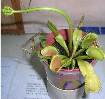 吃虫草怎么画_百度知道