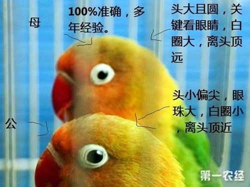 牡丹鹦鹉怎么分公母牡丹鹦鹉公母分辨图