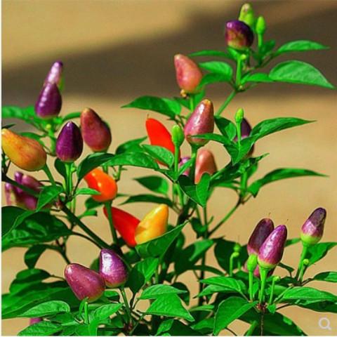 五彩辣椒花苗观赏盆栽彩椒五彩尖椒七彩珍珠椒樱桃椒食用带果发货