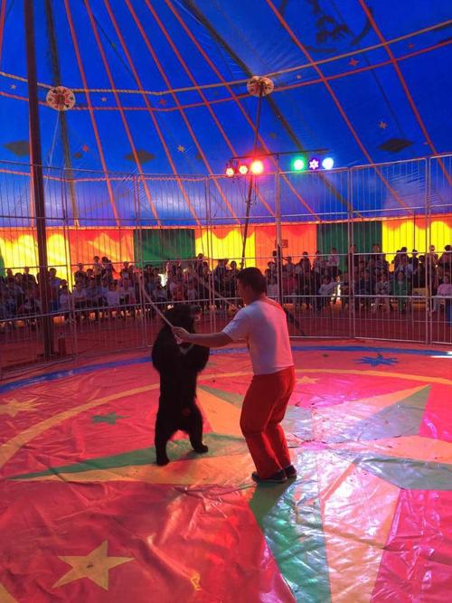 吴桥杂技马戏团